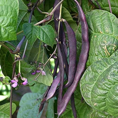 PAPAW'S GARDEN SUPPLY LLC. Helping The Next Generation Grow! Purple Pod Heirloom Pole Bean Seeds, Non-GMO, 1 Pack of 180 Vegetable Seeds