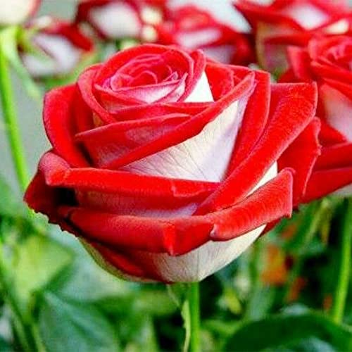 QAUZUY GARDEN 20 Rare Osiria Hybrid Tea Rose Seeds, Exotic Rare Dragon Rose Flower Seeds Fresh Hardy Very Fragrant Striking Landscape Plant Attract Bees