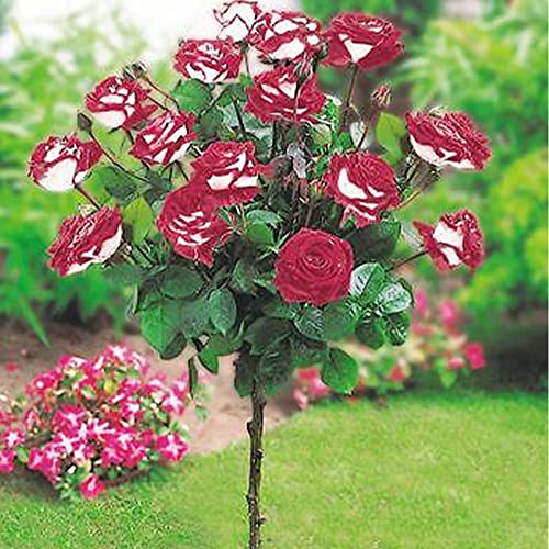 QAUZUY GARDEN 20 Rare Osiria Hybrid Tea Rose Seeds, Exotic Rare Dragon Rose Flower Seeds Fresh Hardy Very Fragrant Striking Landscape Plant Attract Bees