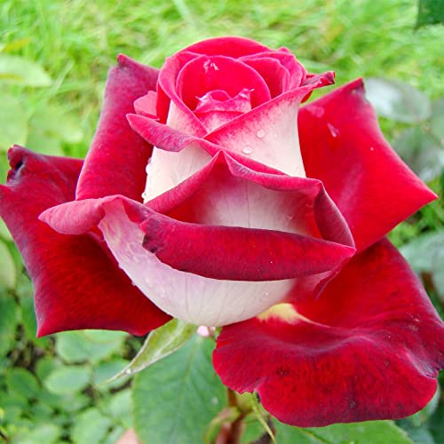 QAUZUY GARDEN 20 Rare Osiria Hybrid Tea Rose Seeds, Exotic Rare Dragon Rose Flower Seeds Fresh Hardy Very Fragrant Striking Landscape Plant Attract Bees