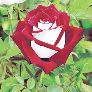 QAUZUY GARDEN 20 Rare Osiria Hybrid Tea Rose Seeds, Exotic Rare Dragon Rose Flower Seeds Fresh Hardy Very Fragrant Striking Landscape Plant Attract Bees