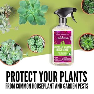 Aunt Fannie's Bundle: Houseplant & Garden Insect Remedy + FlyPunch Fruit Fly Trap