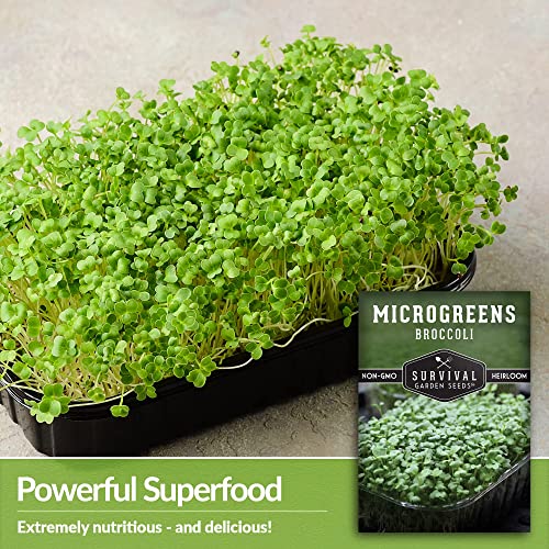 Survival Garden Seeds Broccoli Microgreens for Sprouting & Growing - 3 Seed Packs to Sprout Green Leafy Micro Vegetables - Grow Your Own Mini Windowsill Garden Indoors - Non-GMO Heirloom Variety