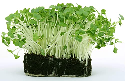 Sow Right Seeds - Cress Seed for Planting - All Non-GMO Heirloom Cress Seeds with Full Instructions for Easy Planting and Growing Your Kitchen Herb Garden, Indoor or Outdoor; Great Gift (2 Packets)