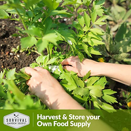 Survival Garden Seeds - Lovage Seed for Planting - 3 Packs with Instructions to Plant and Grow Perennial Levisticum Officinale Culinary Herb in Your Home Vegetable Garden - Non-GMO Heirloom Variety