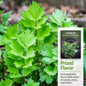 Survival Garden Seeds - Lovage Seed for Planting - 3 Packs with Instructions to Plant and Grow Perennial Levisticum Officinale Culinary Herb in Your Home Vegetable Garden - Non-GMO Heirloom Variety