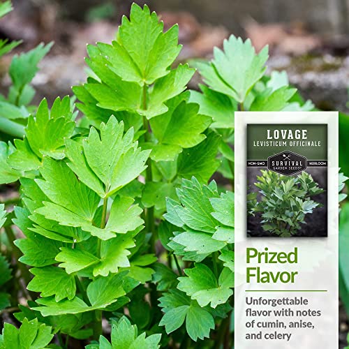 Survival Garden Seeds - Lovage Seed for Planting - 3 Packs with Instructions to Plant and Grow Perennial Levisticum Officinale Culinary Herb in Your Home Vegetable Garden - Non-GMO Heirloom Variety