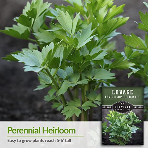 Survival Garden Seeds - Lovage Seed for Planting - 3 Packs with Instructions to Plant and Grow Perennial Levisticum Officinale Culinary Herb in Your Home Vegetable Garden - Non-GMO Heirloom Variety