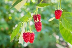greenwow 200+ red raspberry seeds – non-gmo&heirloom organic friut for planting home garden/outdoor