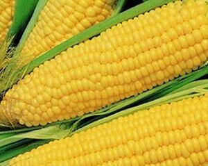 25 truckers favorate corn seeds | heirloom | instant latch garden seeds