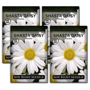 sow right seeds – shasta daisy flower seeds for planting, beautiful flowers to plant in your garden; non-gmo heirloom seeds; wonderful gardening gifts (4)