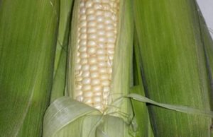 trucker’s favorite white dent corn seeds for planting 80 seeds heirloom non gmo garden vegetable bulk survival hominy
