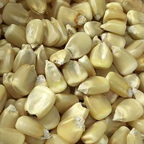 Trucker's Favorite White Dent Corn Seeds for Planting 80 Seeds Heirloom Non GMO Garden Vegetable Bulk Survival Hominy