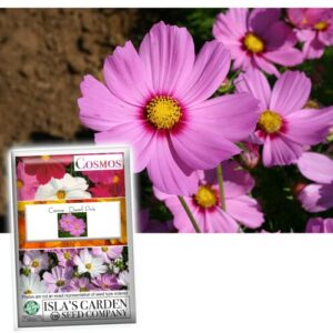 “dwarf pink” cosmos flower seeds for planting, 750+ flower seeds per packet, (isla’s garden seeds), non gmo & heirloom seeds, scientific name: cosmos bipinnatus