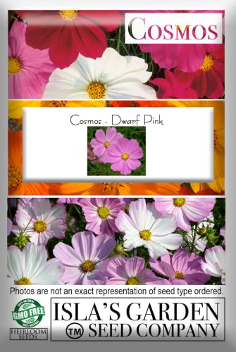 "Dwarf Pink" Cosmos Flower Seeds for Planting, 750+ Flower Seeds Per Packet, (Isla's Garden Seeds), Non GMO & Heirloom Seeds, Scientific Name: Cosmos bipinnatus