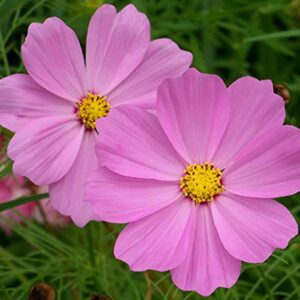 "Dwarf Pink" Cosmos Flower Seeds for Planting, 750+ Flower Seeds Per Packet, (Isla's Garden Seeds), Non GMO & Heirloom Seeds, Scientific Name: Cosmos bipinnatus