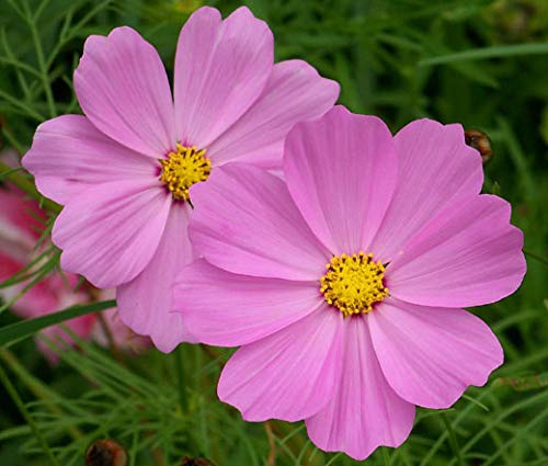 "Dwarf Pink" Cosmos Flower Seeds for Planting, 750+ Flower Seeds Per Packet, (Isla's Garden Seeds), Non GMO & Heirloom Seeds, Scientific Name: Cosmos bipinnatus