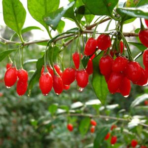 wolfberry berry goji berry seedling live plant tree (lycium barbarum) – lycium 5-8inch height great for home and garden yards planting