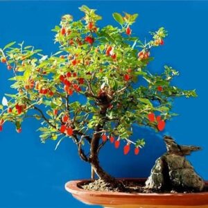 Wolfberry Berry Goji Berry Seedling Live Plant Tree (Lycium barbarum) - Lycium 5-8inch Height Great for Home and Garden Yards Planting