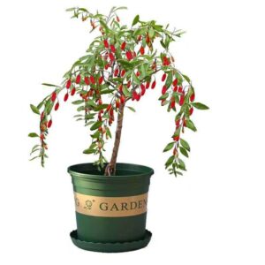 Wolfberry Berry Goji Berry Seedling Live Plant Tree (Lycium barbarum) - Lycium 5-8inch Height Great for Home and Garden Yards Planting