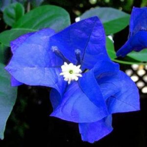chuxay garden light blue bougainvillea seed,south american jasmine 40 seeds rare blue flowering plant landscaping garden privacy screen hummingbirds love it great for patio