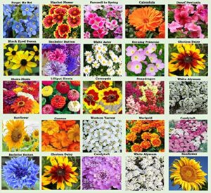 25 heirloom flower seed packets for planting: 20+ varieties flower seeds – forget me not, sunflower, marigold, zinnia lilliput, snapdragon, hummingbird & butterfly wildflower seeds and more