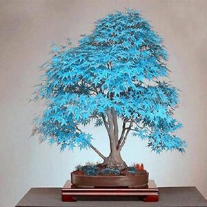 QAUZUY GARDEN 50+ Seeds Blue Maple Acer Tree Seeds for Planting - Dwarf Trident Bloodgood Maple Bonsai Tree Seeds-Easy to Grow & Maintain