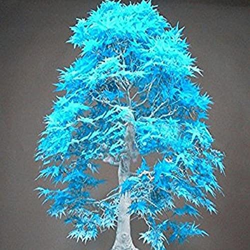 QAUZUY GARDEN 50+ Seeds Blue Maple Acer Tree Seeds for Planting - Dwarf Trident Bloodgood Maple Bonsai Tree Seeds-Easy to Grow & Maintain