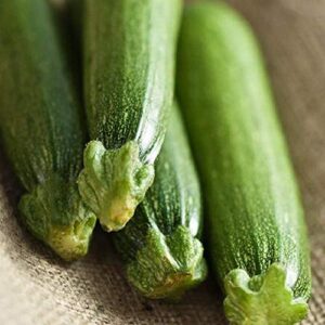 david’s garden seeds zucchini fordhook fba-6534 (green) 25 non-gmo, heirloom seeds