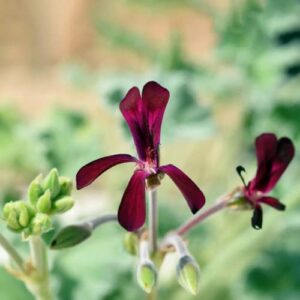 CHUXAY GARDEN Pelargonium Sidoides,African Geranium,South African Geranium 30 Seeds Lovely Red Flowers Showy Accent Plant Striking Flowering Plants Great for Planting