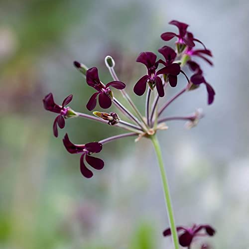 CHUXAY GARDEN Pelargonium Sidoides,African Geranium,South African Geranium 30 Seeds Lovely Red Flowers Showy Accent Plant Striking Flowering Plants Great for Planting