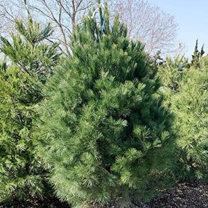 QAUZUY GARDEN 50 Seeds Northern Eastern White Pine Seeds, Soft Pine, Tree of Peace Seeds - Perennial Evergreen Tree - Excellent Windbreak Hedges & Good for Wildlife