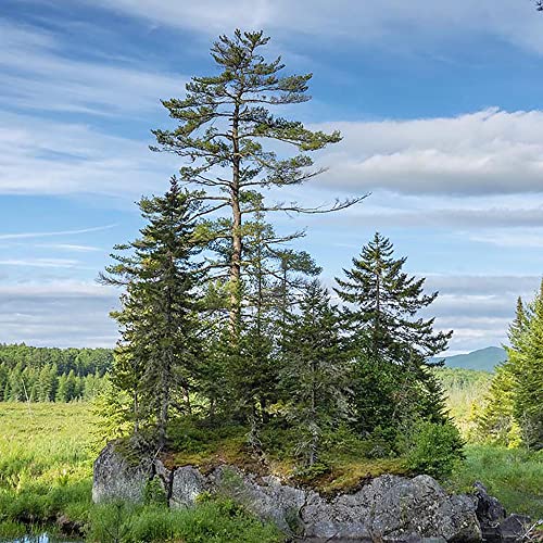 QAUZUY GARDEN 50 Seeds Northern Eastern White Pine Seeds, Soft Pine, Tree of Peace Seeds - Perennial Evergreen Tree - Excellent Windbreak Hedges & Good for Wildlife