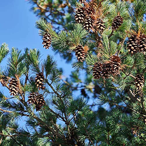 QAUZUY GARDEN 50 Seeds Northern Eastern White Pine Seeds, Soft Pine, Tree of Peace Seeds - Perennial Evergreen Tree - Excellent Windbreak Hedges & Good for Wildlife