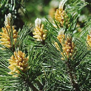 QAUZUY GARDEN 50 Seeds Northern Eastern White Pine Seeds, Soft Pine, Tree of Peace Seeds - Perennial Evergreen Tree - Excellent Windbreak Hedges & Good for Wildlife