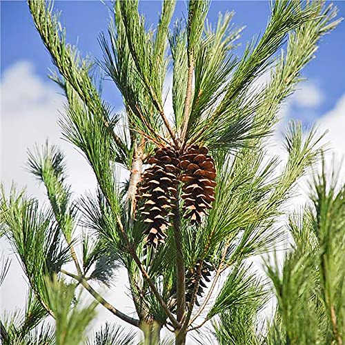 QAUZUY GARDEN 50 Seeds Northern Eastern White Pine Seeds, Soft Pine, Tree of Peace Seeds - Perennial Evergreen Tree - Excellent Windbreak Hedges & Good for Wildlife