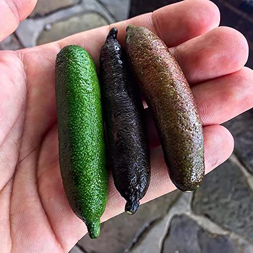 YEGAOL Garden 20Pcs Finger Lime Seeds Non-GMO Evergreen Spreading Perennial Low Maintenance Cooking Garden Plant Fruit Seeds