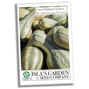 Green Striped Cushaw Pumpkin Seeds, (Crookneck Winter Squash) 25 Heirloom Seeds Per Packet, Non GMO Seeds, Botanical Name: Cucurbita argyrosperma, Isla's Garden Seeds