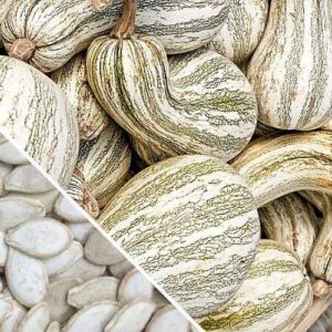 Green Striped Cushaw Pumpkin Seeds, (Crookneck Winter Squash) 25 Heirloom Seeds Per Packet, Non GMO Seeds, Botanical Name: Cucurbita argyrosperma, Isla's Garden Seeds