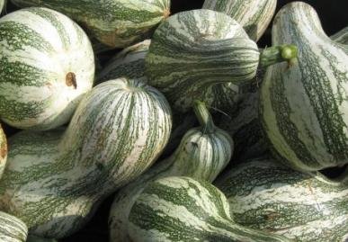 Green Striped Cushaw Pumpkin Seeds, (Crookneck Winter Squash) 25 Heirloom Seeds Per Packet, Non GMO Seeds, Botanical Name: Cucurbita argyrosperma, Isla's Garden Seeds