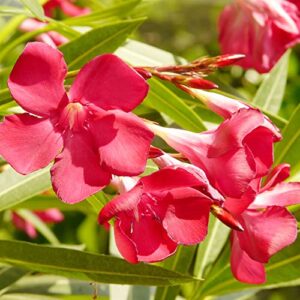 nerium oleander seeds hardy red oleander evergreen deer & rabbit resistant drought & salt tolerant showy low maintenance pathway hedge screen container outdoor 5pcs shrub seeds by yegaol garden