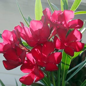 Nerium Oleander Seeds Hardy Red Oleander Evergreen Deer & Rabbit Resistant Drought & Salt Tolerant Showy Low Maintenance Pathway Hedge Screen Container Outdoor 5Pcs Shrub Seeds by YEGAOL Garden