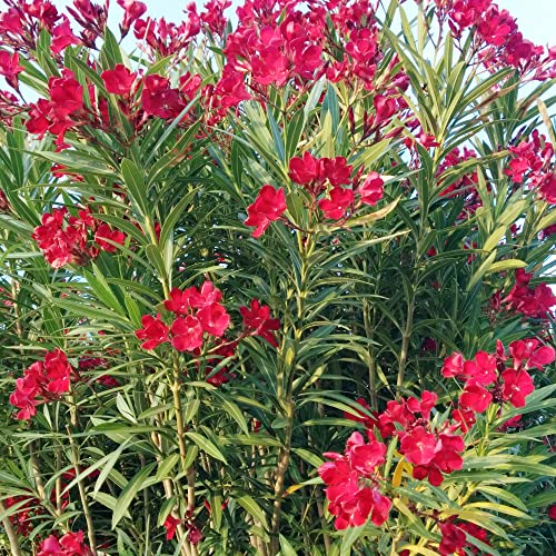 Nerium Oleander Seeds Hardy Red Oleander Evergreen Deer & Rabbit Resistant Drought & Salt Tolerant Showy Low Maintenance Pathway Hedge Screen Container Outdoor 5Pcs Shrub Seeds by YEGAOL Garden