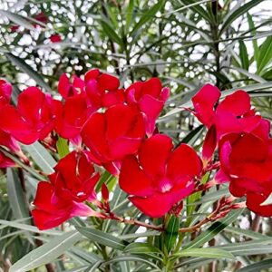 Nerium Oleander Seeds Hardy Red Oleander Evergreen Deer & Rabbit Resistant Drought & Salt Tolerant Showy Low Maintenance Pathway Hedge Screen Container Outdoor 5Pcs Shrub Seeds by YEGAOL Garden