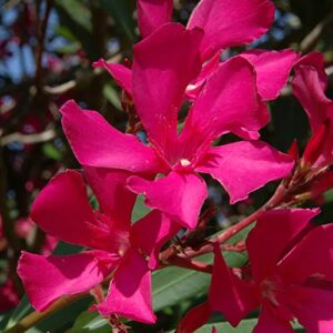 Nerium Oleander Seeds Hardy Red Oleander Evergreen Deer & Rabbit Resistant Drought & Salt Tolerant Showy Low Maintenance Pathway Hedge Screen Container Outdoor 5Pcs Shrub Seeds by YEGAOL Garden