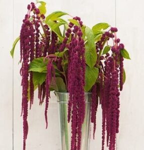 david’s garden seeds flower amaranth love lies bleeding fba-00030 (purple) 100 non-gmo, heirloom seeds