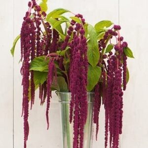 David's Garden Seeds Flower Amaranth Love Lies Bleeding FBA-00030 (Purple) 100 Non-GMO, Heirloom Seeds