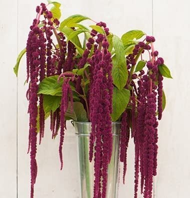 David's Garden Seeds Flower Amaranth Love Lies Bleeding FBA-00030 (Purple) 100 Non-GMO, Heirloom Seeds