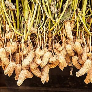 100pcs seeds peanut seeds | non-gmo | virginia jumbo, fresh garden seeds, gardeners choice!