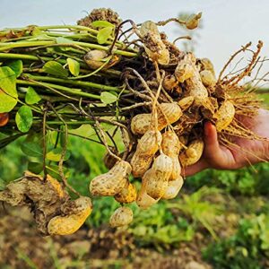 100PCS Seeds Peanut Seeds | Non-GMO | Virginia Jumbo, Fresh Garden Seeds, Gardeners Choice!